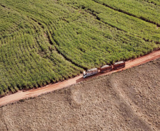 Tecnologia e produtividade fazem a cana-de-açúcar voltar a brilhar no Norte Pioneiro. Foto: José Fernando Ogura/AEN