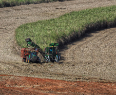 Tecnologia e produtividade fazem a cana-de-açúcar voltar a brilhar no Norte Pioneiro. Foto: José Fernando Ogura/AEN