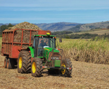 Tecnologia e produtividade fazem a cana-de-açúcar voltar a brilhar no Norte Pioneiro. Foto: José Fernando Ogura/AEN