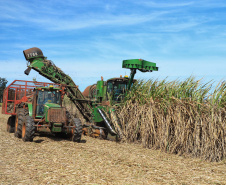 Tecnologia e produtividade fazem a cana-de-açúcar voltar a brilhar no Norte Pioneiro. Foto: José Fernando Ogura/AEN