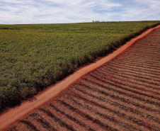 Tecnologia e produtividade fazem a cana-de-açúcar voltar a brilhar no Norte Pioneiro. Foto: José Fernando Ogura/AEN