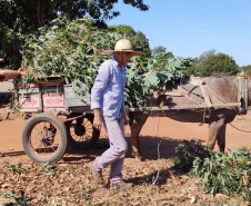 Cultivo de mandioca ganha eficiência e movimenta economia
. Foto: IDR