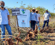 Cultivo de mandioca ganha eficiência e movimenta economia
. Foto: IDR