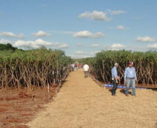 Cultivo de mandioca ganha eficiência e movimenta economia
. Foto: IDR