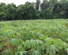 Cultivo de mandioca ganha eficiência e movimenta economia
. Foto: IDR