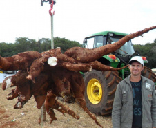 Cultivo de mandioca ganha eficiência e movimenta economia
. Foto: IDR