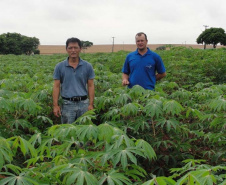 Cultivo de mandioca ganha eficiência e movimenta economia
. Foto: IDR