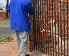 A presença de animais de estimação nos domicílios ganhou destaque ao longo da pandemia, sendo a companhia fiel de muitas famílias. Mas especialmente os cães, presentes em 57% dos lares na região Sul do Brasil segundo o IBGE, demandam atenção especial dos donos para que não ocorram acidentes. -  Curitiba, 16/08/2021  -  Foto:Rakelly Calliari/ COPEL