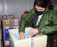 O Paraná recebeu nesta segunda-feira (16) mais 127.530 vacinas contra a Covid-19 da Pfizer/BioNTech. São 77.220 para D2 e 50.310 para primeira aplicação (D1).  -  Curitiba, 16/08/2021  -  Foto: Amércio Antonio/SESA