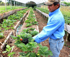 Mário Seichi Nakui,produtor de orgânicos em Piraquara.  - Foto: TECPAR