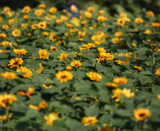 Floricultura é atividade significativa em 112 municípios paranaenses. Foto: José Fernando Ogura/AEN