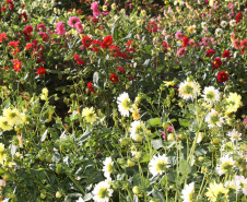 Floricultura é atividade significativa em 112 municípios paranaenses. Foto: Arquivo AEN