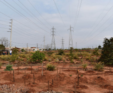 O programa Cultivar Energia oficializou a destinação de uma área sob linhas de alta tensão em Umuarama, Noroeste do Estado, para a produção de alimentos e geração de renda através do cultivo de hortas comunitárias.  -  Curitiba, 20/08/2021  -  Foto: Rakelly Calliari/Copel