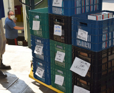 Estado distribui 445.388 vacinas contra a Covid-19 e 49.750 medicamentos para intubação; veja divisão. Foto: Américo Antonio/SESA