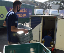 Estado distribui 445.388 vacinas contra a Covid-19 e 49.750 medicamentos para intubação; veja divisão. Foto: Américo Antonio/SESA