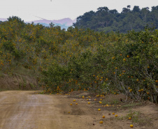 Com plantio que atravessa gerações, produção de poncã é a marca de Cerro Azul. 05/2021 - Foto: Gilson Abreu/AEN