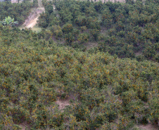 Com plantio que atravessa gerações, produção de poncã é a marca de Cerro Azul. 05/2021 - Foto: Gilson Abreu/AEN