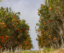 Com plantio que atravessa gerações, produção de poncã é a marca de Cerro Azul. 05/2021 - Foto: Gilson Abreu/AEN