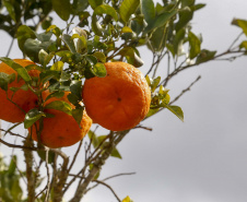 Com plantio que atravessa gerações, produção de poncã é a marca de Cerro Azul. 05/2021 - Foto: Gilson Abreu/AEN