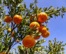 Com plantio que atravessa gerações, produção de poncã é a marca de Cerro Azul. 05/2021 - Foto: Gilson Abreu/AEN