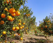 Com plantio que atravessa gerações, produção de poncã é a marca de Cerro Azul. 05/2021 - Foto: Gilson Abreu/AEN