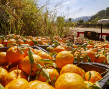 Com plantio que atravessa gerações, produção de poncã é a marca de Cerro Azul. 05/2021 - Foto: Gilson Abreu/AEN