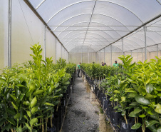 Com plantio que atravessa gerações, produção de poncã é a marca de Cerro Azul. 05/2021 - Foto: Gilson Abreu/AEN