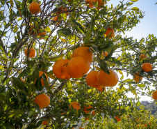 Com plantio que atravessa gerações, produção de poncã é a marca de Cerro Azul. 05/2021 - Foto: Gilson Abreu/AEN