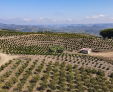 Com plantio que atravessa gerações, produção de poncã é a marca de Cerro Azul. 05/2021 - Foto: Gilson Abreu/AEN