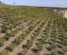 Com plantio que atravessa gerações, produção de poncã é a marca de Cerro Azul. 05/2021 - Foto: Gilson Abreu/AEN