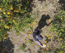 Com plantio que atravessa gerações, produção de poncã é a marca de Cerro Azul. 05/2021 - Foto: Gilson Abreu/AEN