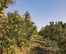 Com plantio que atravessa gerações, produção de poncã é a marca de Cerro Azul. 05/2021 - Foto: Gilson Abreu/AEN