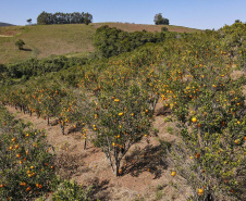 Com plantio que atravessa gerações, produção de poncã é a marca de Cerro Azul. 05/2021 - Foto: Gilson Abreu/AEN