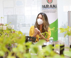 A distribuição de mudas nativas por meio da Campanha Floresce Paraná, nesta sexta-feira (27), acontecerá em 21 pontos do Estado, além de Curitiba.
“O Floresce Paraná vem simbolizar o florescer do nosso Estado, na economia, saúde, no meio ambiente e em todas as áreas”, disse Luciana Saito Massa, primeira-dama do Paraná e presidente do Conselho de Ação Solidária.  Foto: Valdelino Pontes