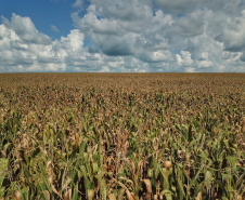 Deral prevê produção de 5,9 milhões de toneladas de milho na segunda safra 2020/21  -  Foto: Gilson Abreu/AEN