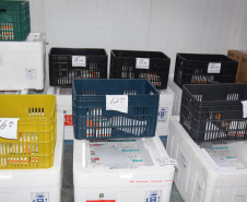 Mais de meio milhão de vacinas contra a Covid-19 serão distribuídas nesta sexta-feira. Foto: Américo Antonio/SESA