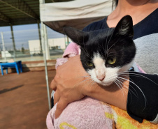 Programa CastraPet esteriliza gratuitamente animais em Guarapuava até a próxima terça-feira. Foto:SEDEST