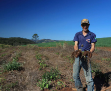 Gengibre e inhame impulsionam a agricultura familiar em Tamarana, na Região Norte.Na foto. o André Gouveia da Fonseca. Foto: José Fernando Ogura/AEN