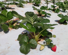 Aberta seleção de bolsistas para pesquisas sobre cultivares de morangueiro  -  Foto: UEL