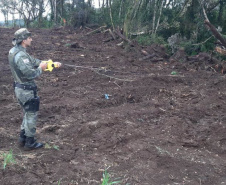 Estado aplica R$ 1 milhão em multas e apreende madeira nativa em ação contra o desmatamento  -  Curitiba, 31/08/2021  -  Foto: PMPR