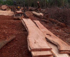 Estado aplica R$ 1 milhão em multas e apreende madeira nativa em ação contra o desmatamento  -  Curitiba, 31/08/2021  -  Foto: PMPR