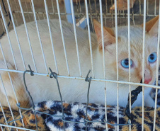 CastraPet Paraná realiza castração gratuita de 84 animais em Turvo. Foto: SEDEST
