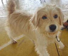 CastraPet Paraná realiza castração gratuita de 84 animais em Turvo. Foto: SEDEST