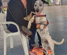 CastraPet Paraná realiza castração gratuita de 84 animais em Turvo. Foto: SEDEST