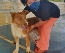 CastraPet Paraná realiza castração gratuita de 84 animais em Turvo. Foto: SEDEST