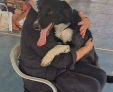 CastraPet Paraná realiza castração gratuita de 84 animais em Turvo. Foto: SEDEST
