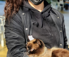 CastraPet Paraná realiza castração gratuita de 84 animais em Turvo. Foto: SEDEST