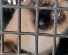 CastraPet Paraná realiza castração gratuita de 84 animais em Turvo. Foto: SEDEST