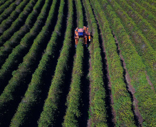 Café renasce no Paraná e qualidade da produção de Carlópolis é destaque no país. Foto: José Fernando Ogura/AEN