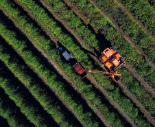 Plantação de café em Carlópolis. 07/2021 . Foto: José Fernando Ogura/AEN